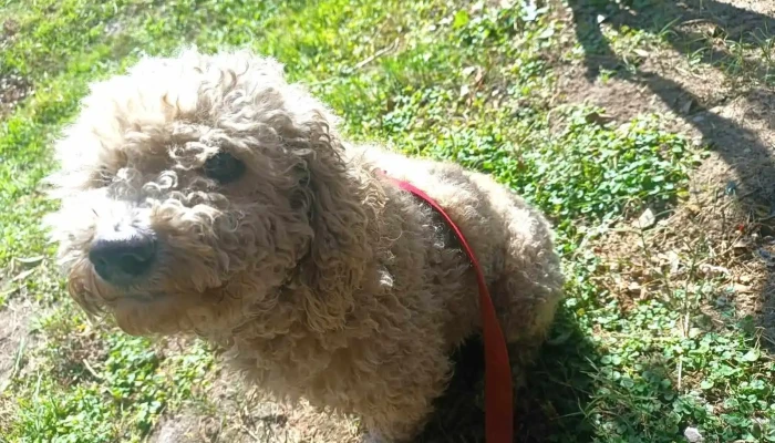 Peluquería canina - 20300 Pan De Azúcar