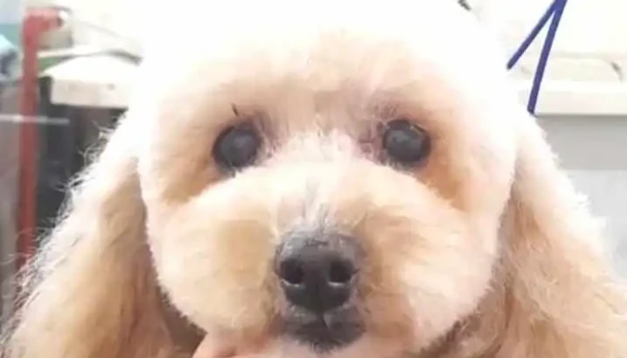 Peluqueria Canina Colitas - 90700 Santa Lucía