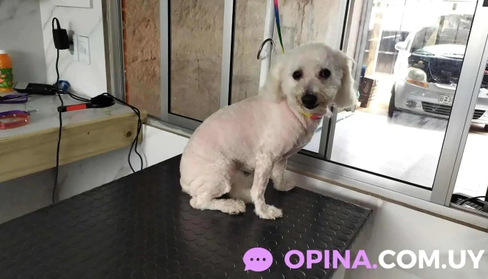 Peluquería Canina Inés - Leonardo Olivera