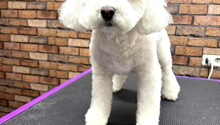 Peluquería Canina Karen's - 11900 Montevideo