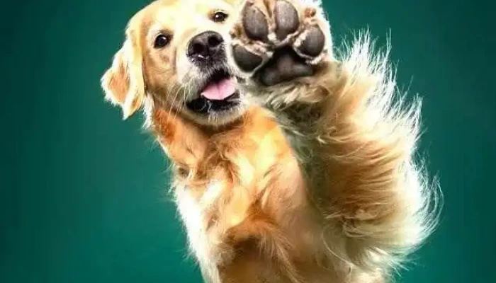 Peluquería canina kukyy - Adrian Medina S 725