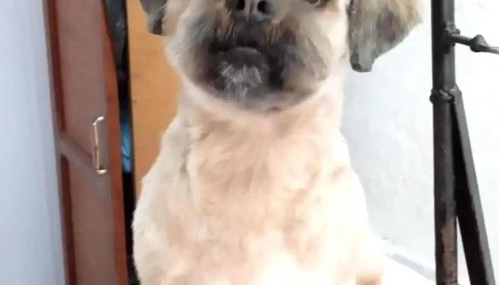 Peluqueria Canina Pequeñopet - 33000 Treinta Y Tres