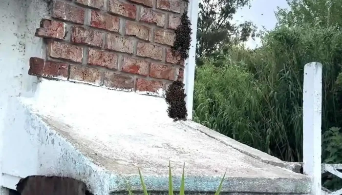 Penarol Videos - Montevideo