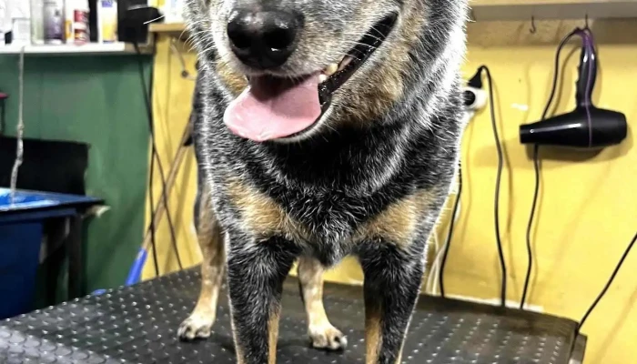 Petshop Anubis - 20000 Punta Del Este