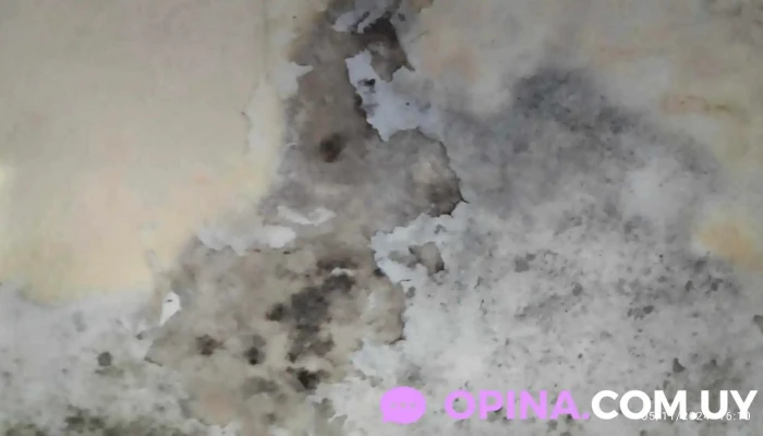 Pintores - San Carlos