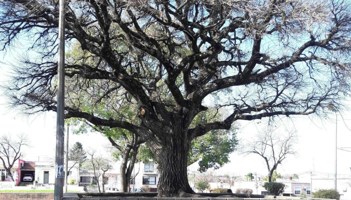 Plaza Bella Vista -  Donde - Paysandú