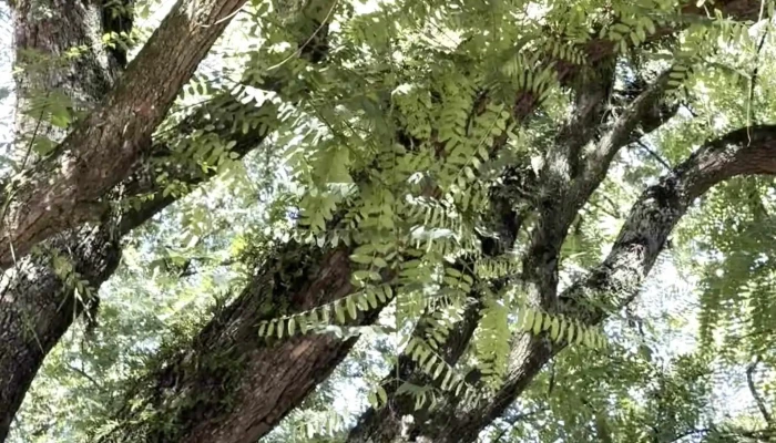 Plaza Sarandi -  Comentarios - Durazno