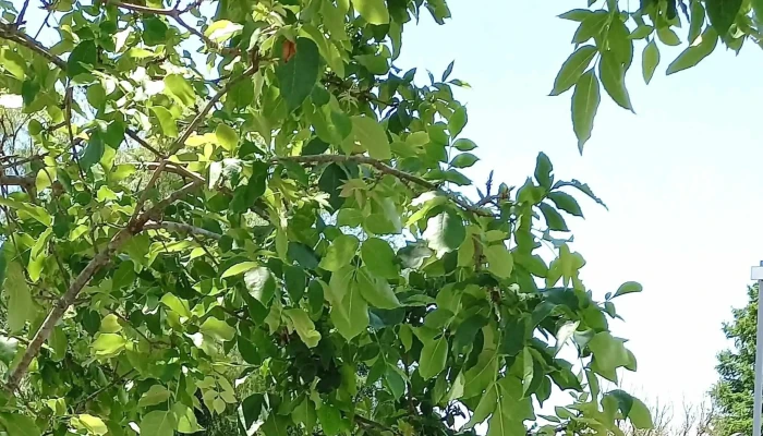 Policlinica Lagunon Ubicacion - Rivera