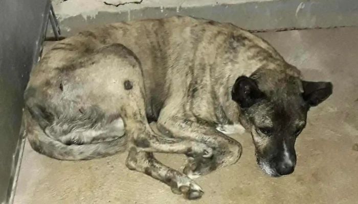 PuntoVet 1 - 50000 Salto