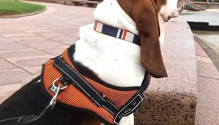 PuntoVet 5 - 11300 Montevideo