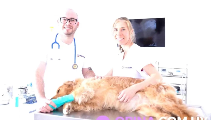 PuntoVet 6 - 11600 Montevideo