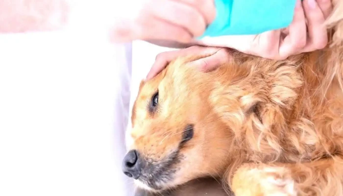 PuntoVet 9 - 90000 Canelones