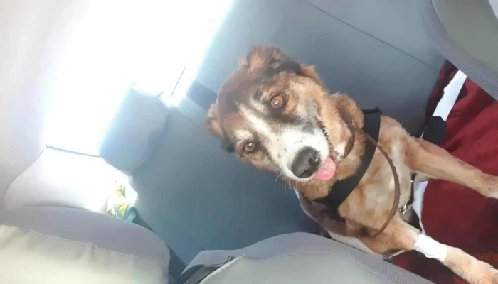 Radiología Veterinaria - 11400 Montevideo