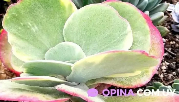 Rancho Armonia - Departamento De San José