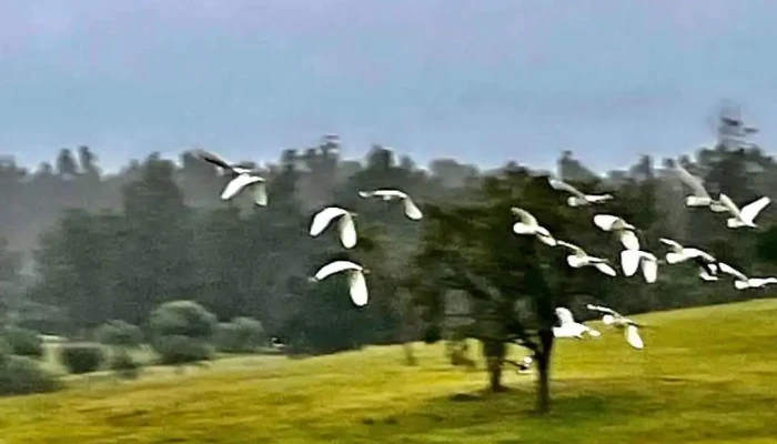 Rara Cuenca -  Del Propietario - Piriápolis