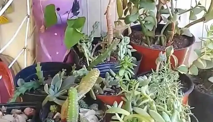 Ricali -  Promocion - Joaquín Suárez