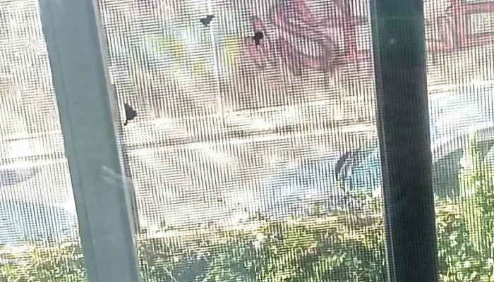 Salon Pekas - 11400 Montevideo