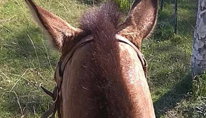 Santa Cecilia -  Videos - Santa Clara de Olimar