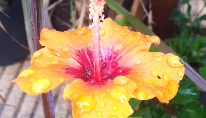 Semilleria San Javier Nadia Novac Del Propietario - San Javier