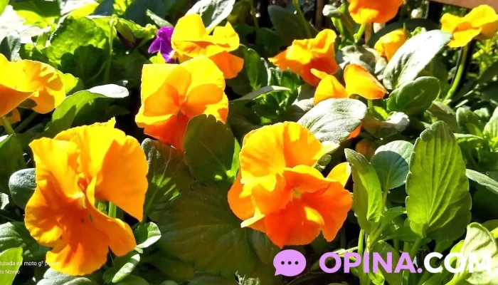 Semilleria San Javier Nadia Novac Sitio Web - San Javier