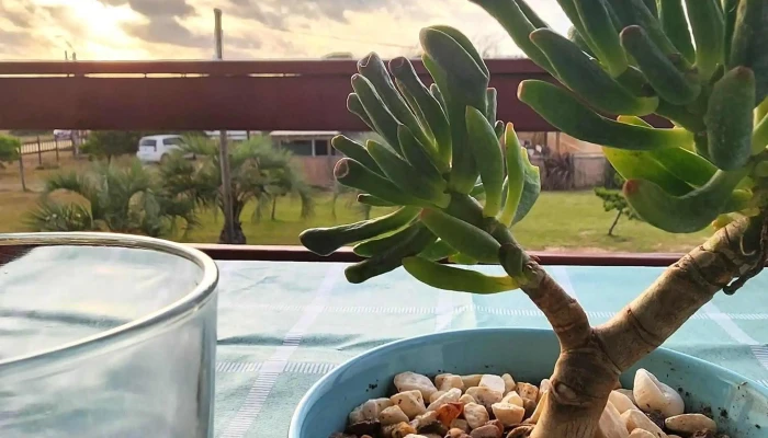 Serena Del Lago -  Donde - La Paloma