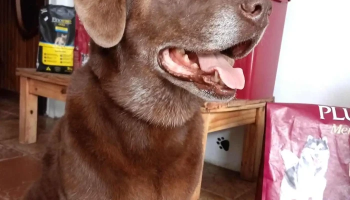 Service Pets - 20000 Maldonado