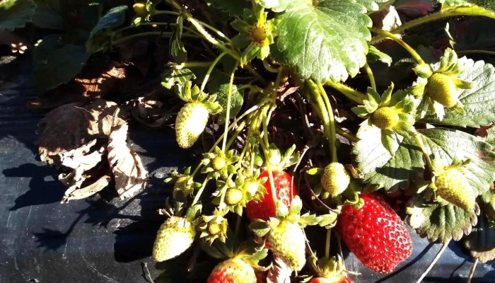 Sfr San Bautista - 91200 San Bautista