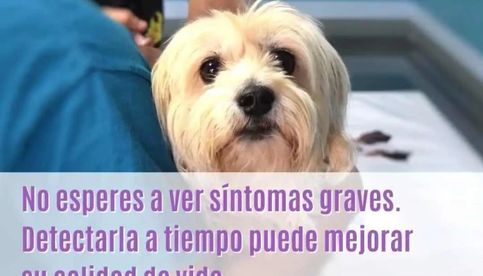 Sipet Clinica Veterinaria - 11700 Montevideo