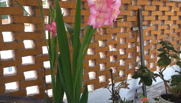 Supermercado Brasilia - 11800 Montevideo