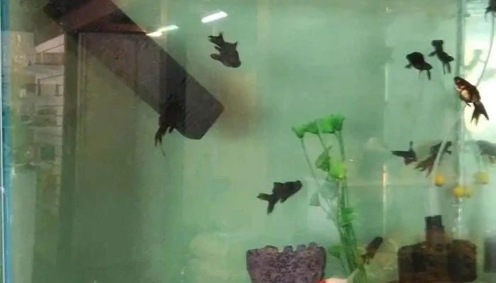 Supervet - Sarandi Esquina