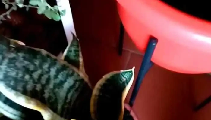 Tallo Y Flor -  Sitio Web - Montevideo