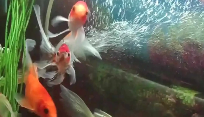 Te Necesito -  Videos - San Carlos