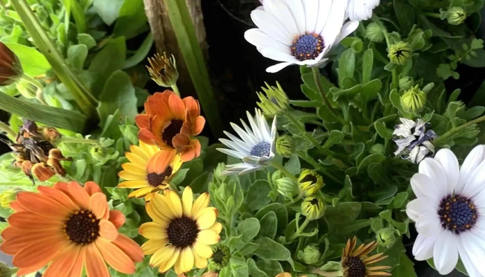 Tienda De Regalos Buceo -  Videos - Montevideo