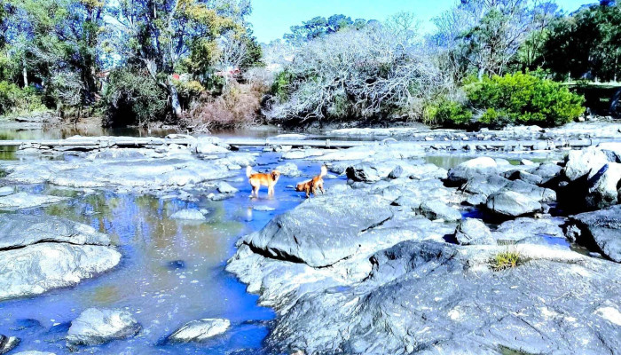 Tienda Pola -  Donde - La Floresta