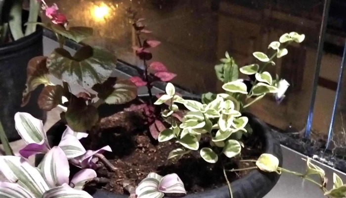 Todolandia -  Cerca De Mi - Montevideo