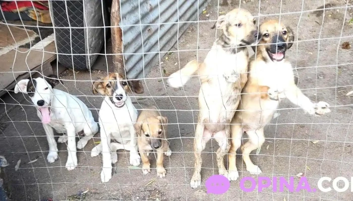 Urgencia Animal Durazno - 97000 Durazno