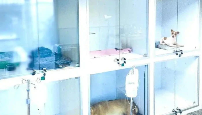 Vea (Veterinarios en Acción) / Urgencias - 11600 Montevideo