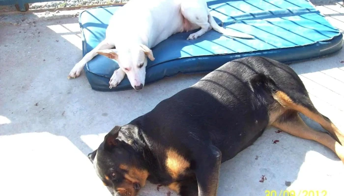 Vec Puntas De Manga - Av. De Las Instrucciones Esq