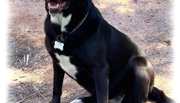 Veterinaria a domicilio y urgencias Dra. Daniela Pérez - Uruguay