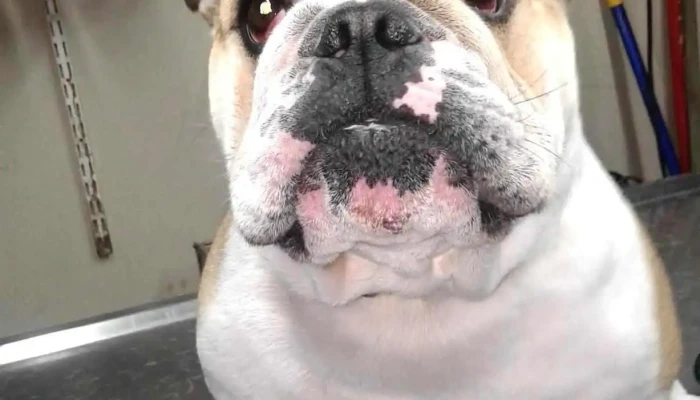 Veterinaria Aguada - 11800 Montevideo