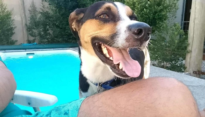 Veterinaria Appaloosa - 11600 Montevideo