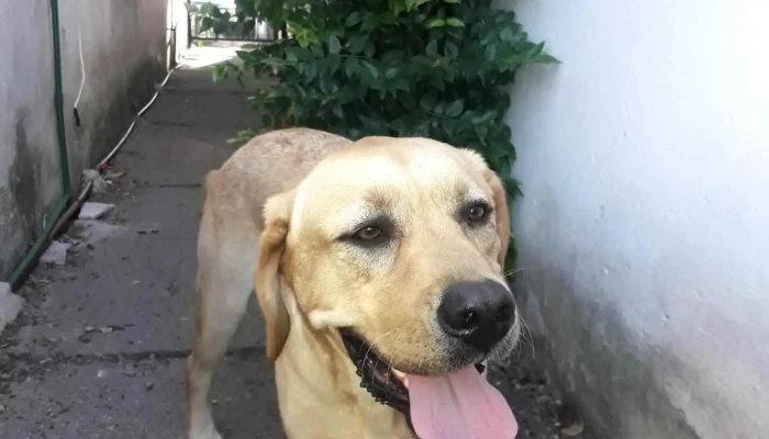 Veterinaria Azul - 11700 Montevideo