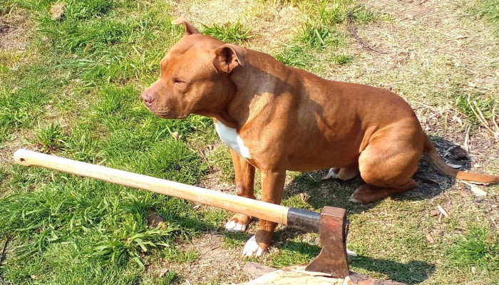 Veterinaria Buena Pata - 12900 Montevideo