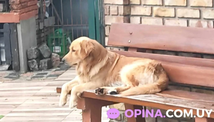 Veterinaria Candelaria - 11400 Montevideo