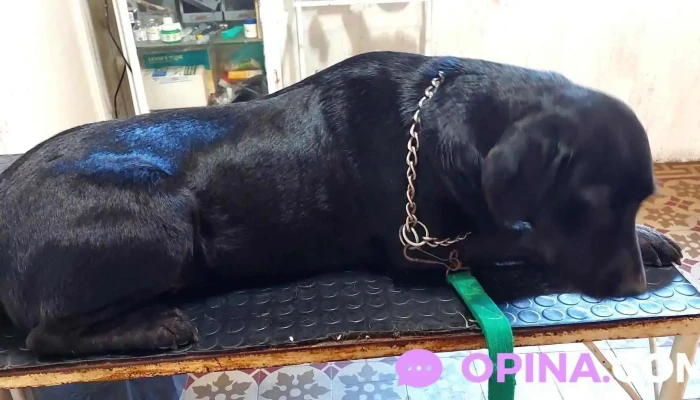 Veterinaria Cav Pando - 15600 Pando