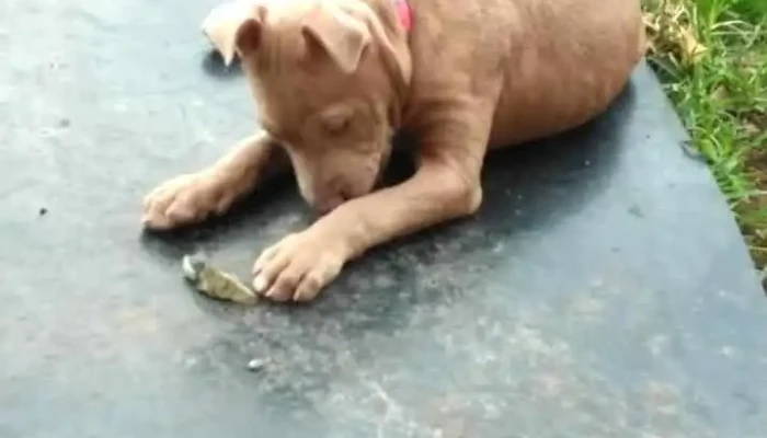 Veterinaria Cibils - 12600 Montevideo