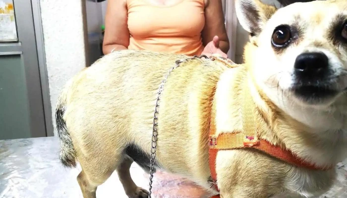 Veterinaria Cooperativa - 11900 Montevideo