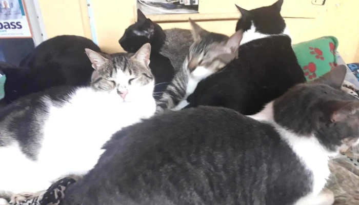 Veterinaria Corazon Azul - 11600 Montevideo