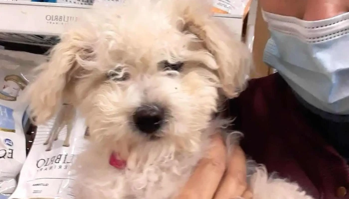 Veterinaria Del Cerro - 12800 Montevideo