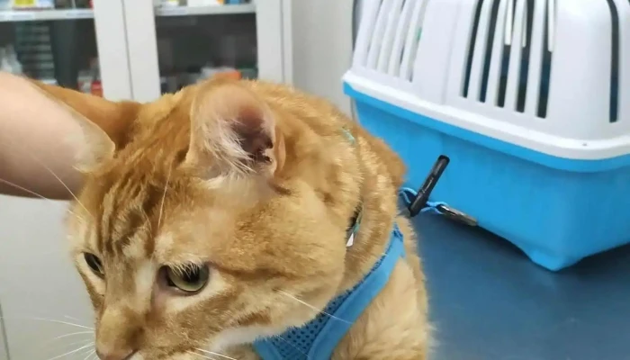 Veterinaria Del Mar - 11400 Montevideo